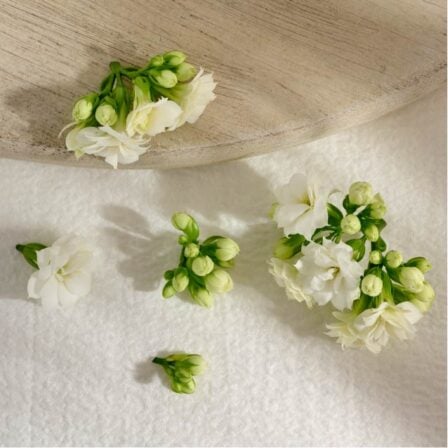 geranium & ylang ylang scent image.