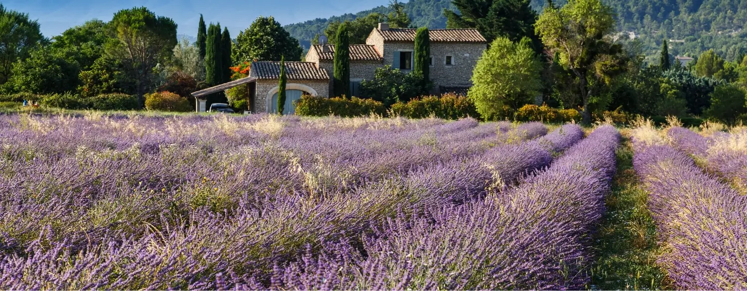 Pure Lavender